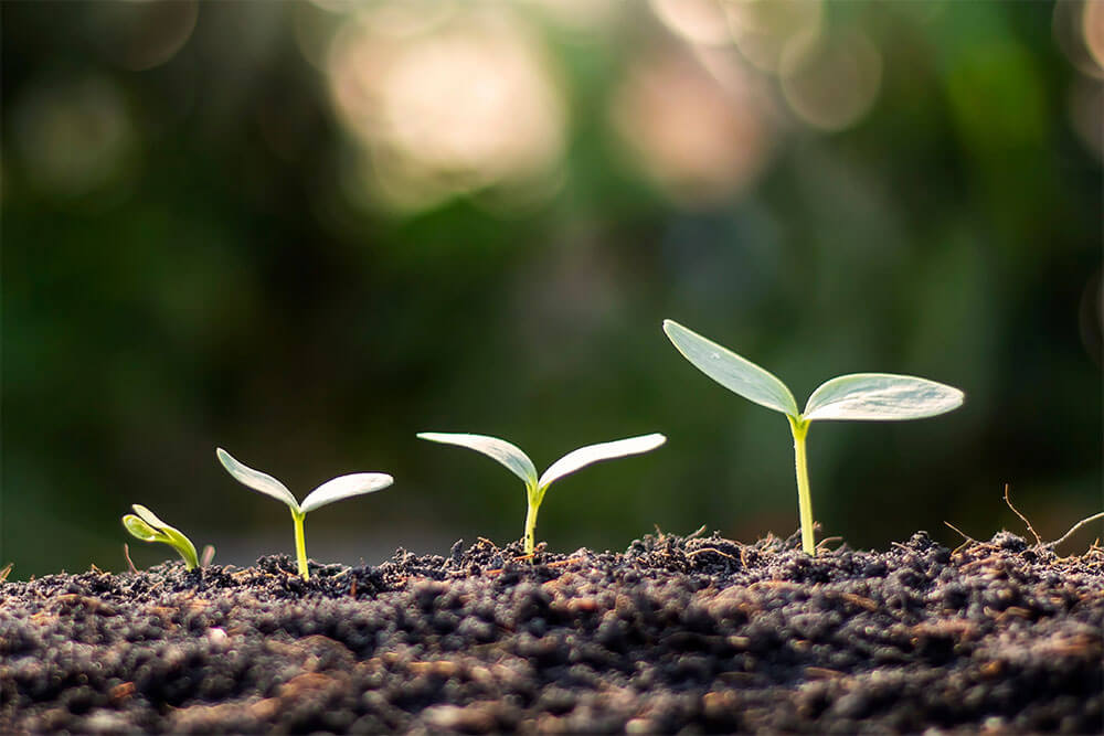 Tiny seedlings sprouting through the soil.