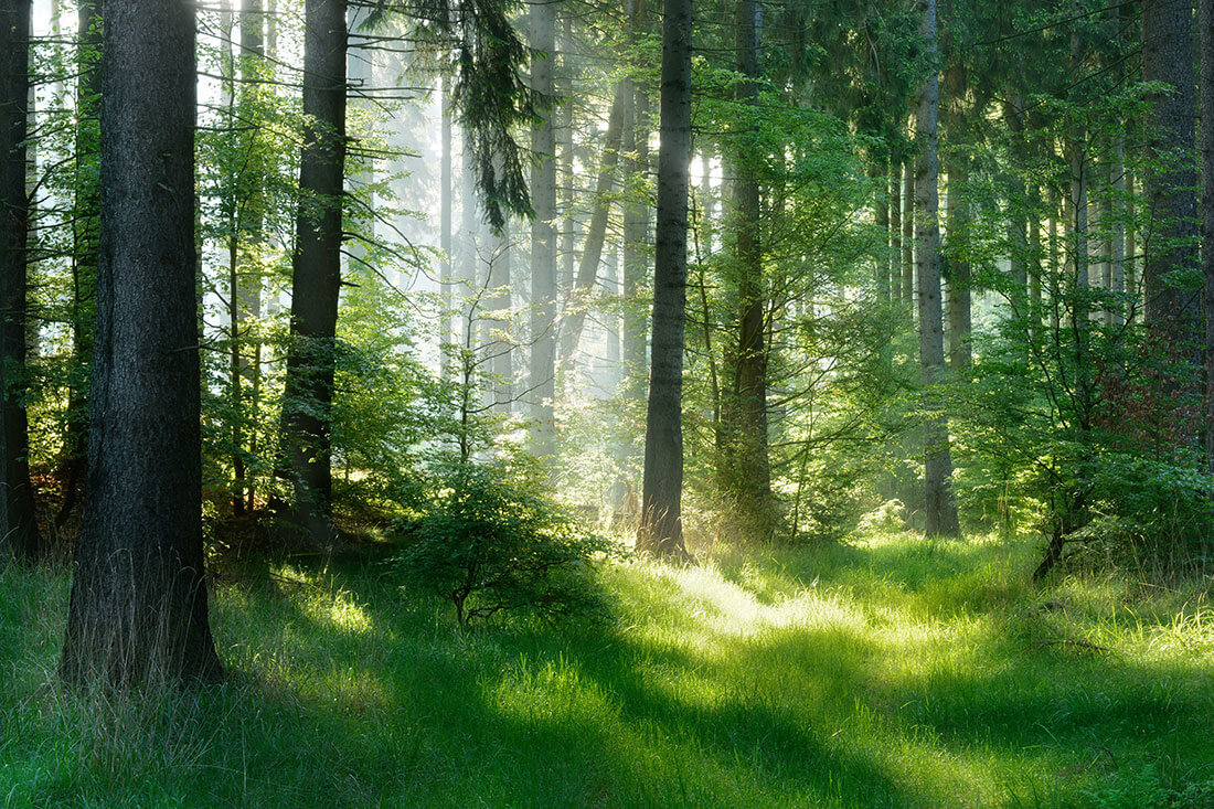 Thick forest with light streaming through.