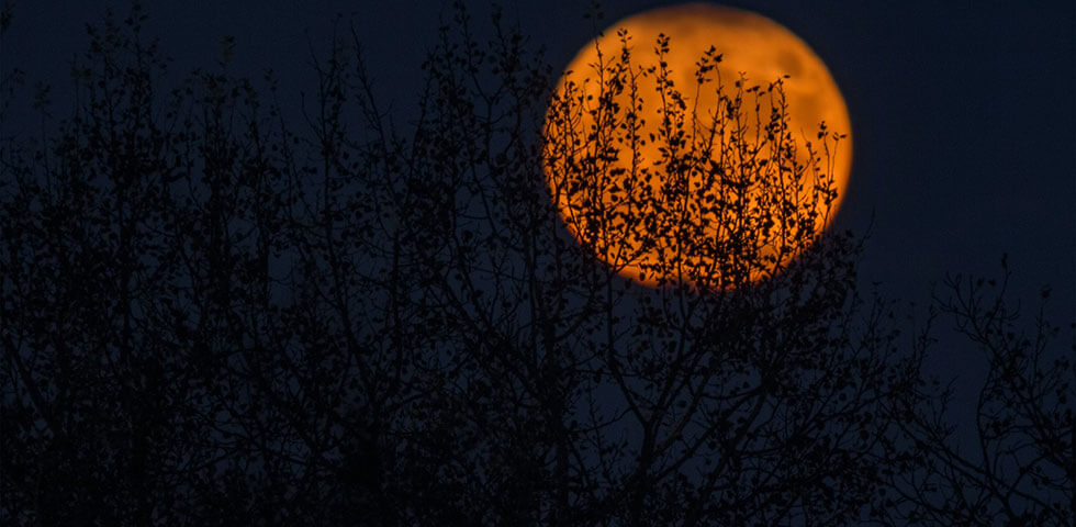Orange full moon rising behind trees.