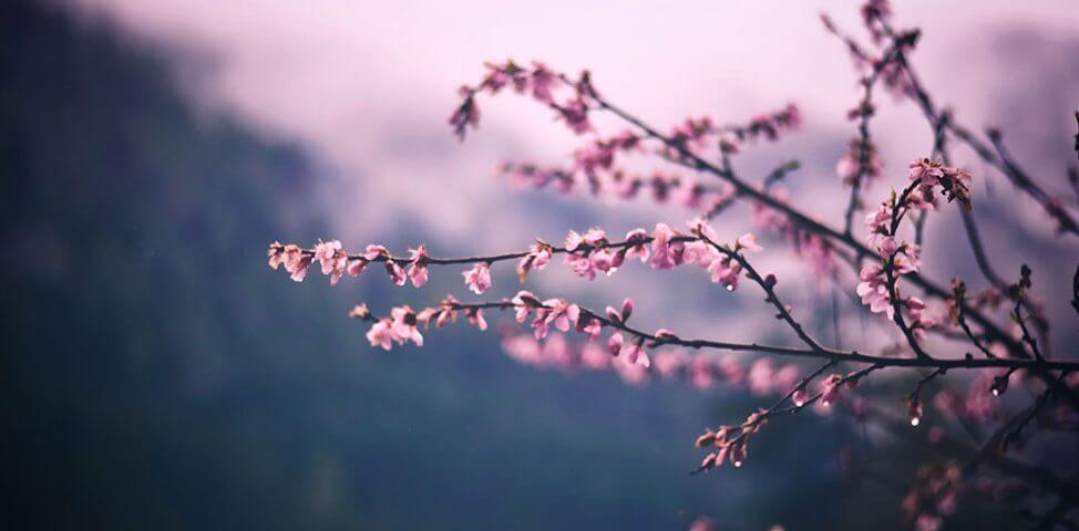 Wildflowers