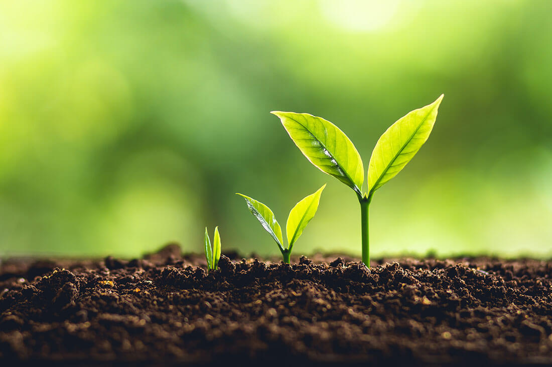 Tiny seedlings poking up through the soil.