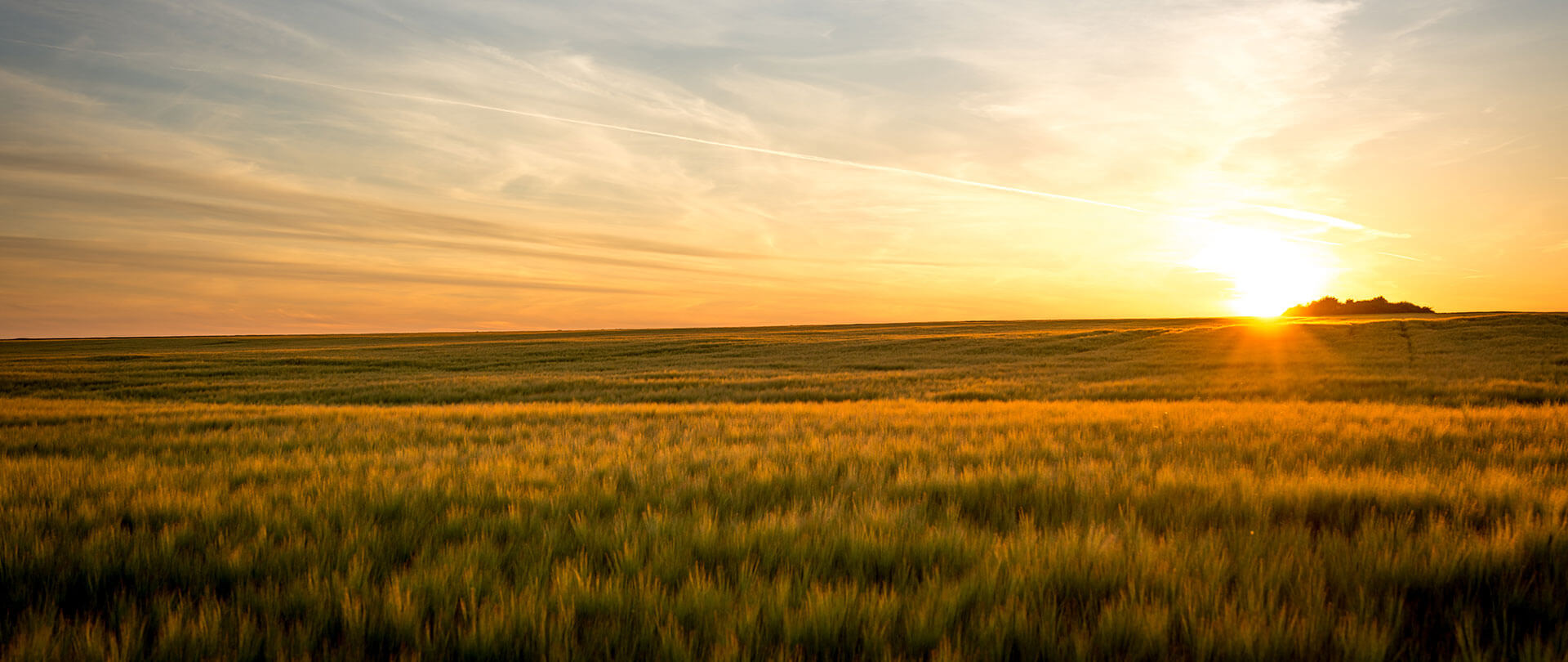 Sunrise over a field